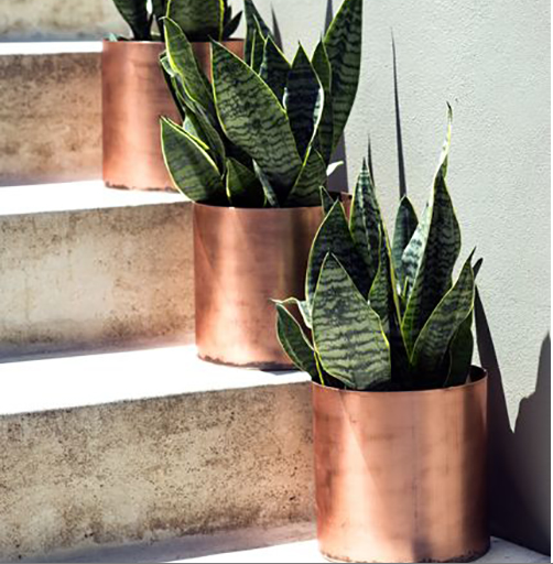 Snake plant in copper pots. Image found on http://laurenconrad.com/blog/2015/03/green-thumb-the-easiest-indoor-plants-to-grow-in-your-home/